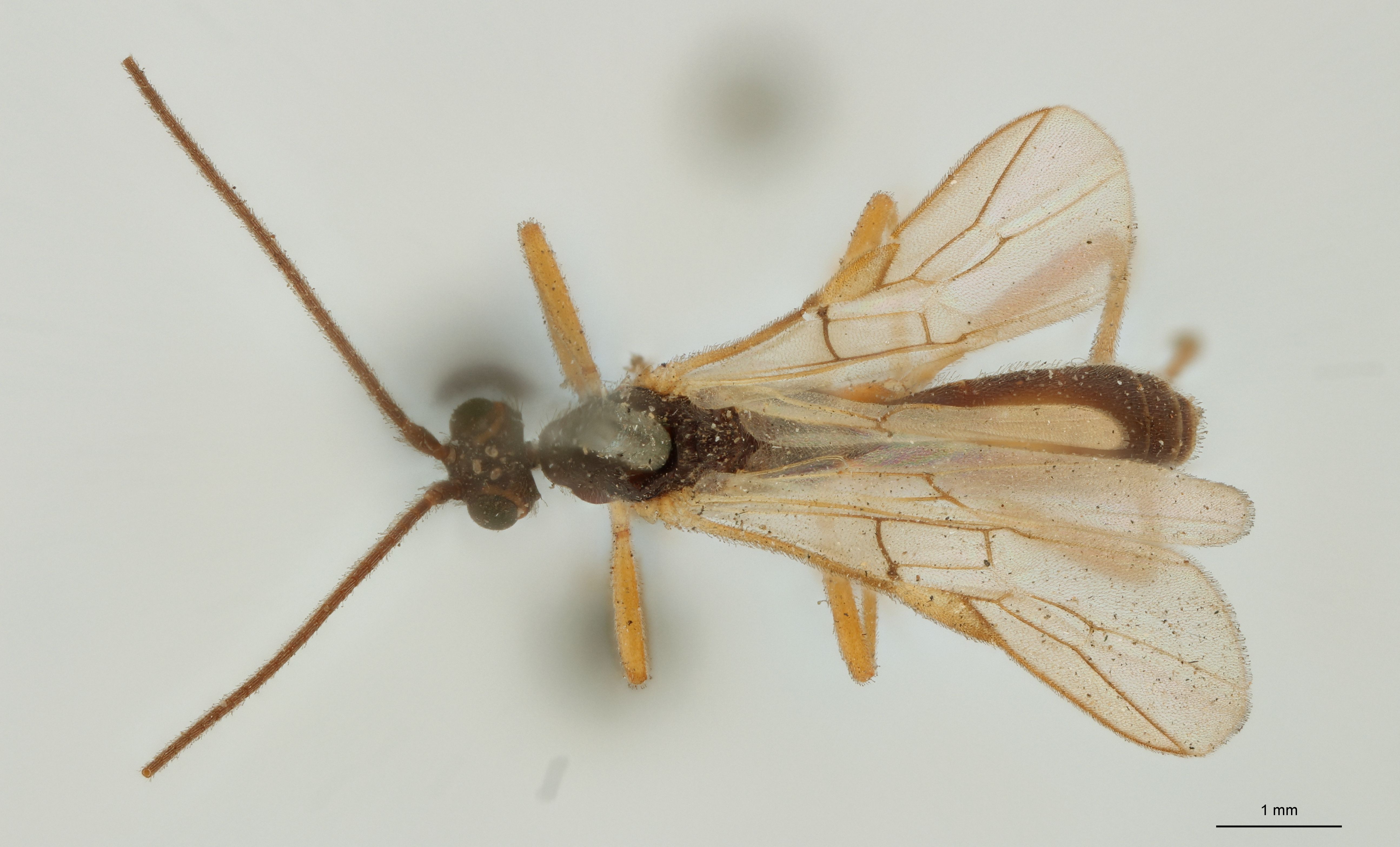 Aleiodes nigricornis Plt D
