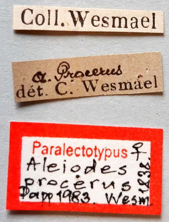 Aleiodes procerus Plt labels