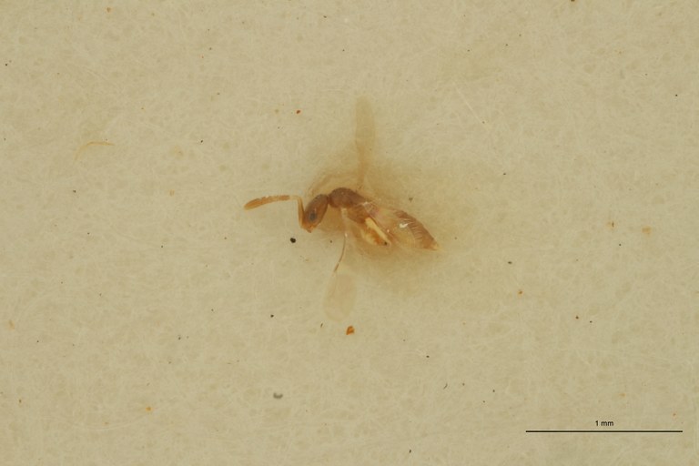 Ceraphron punctatellus F Ht D.jpg