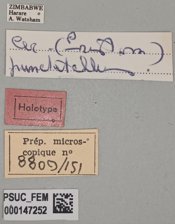 Ceraphron punctatellus F Ht Labels.jpg Ceraphron punctatellus F Ht Labels.jpg