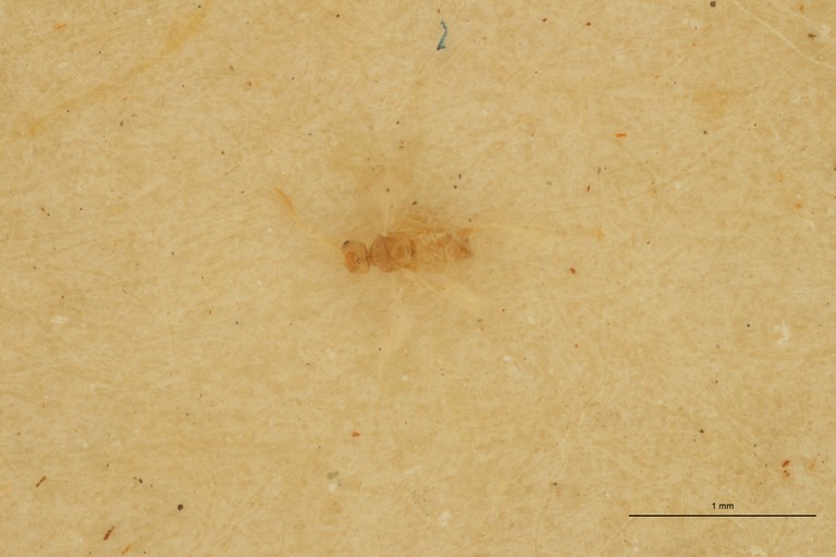 Ceraphron vegrandis Ht D.jpg