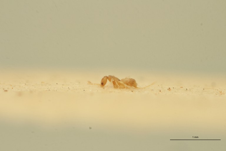 Ceraphron vegrandis Ht L.jpg