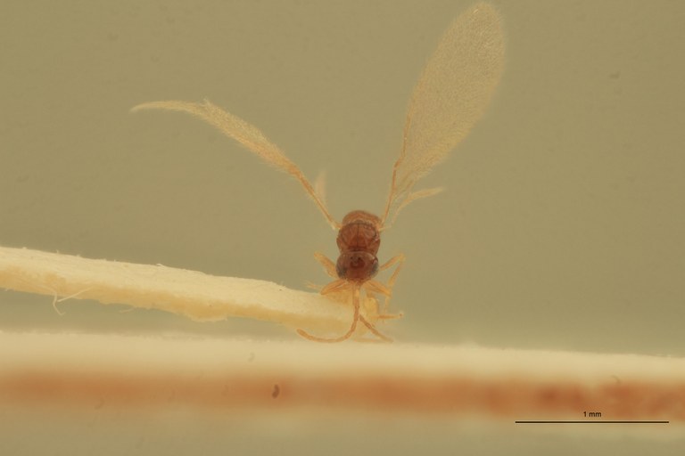 Lagynodes stupendus M Pat F.jpg