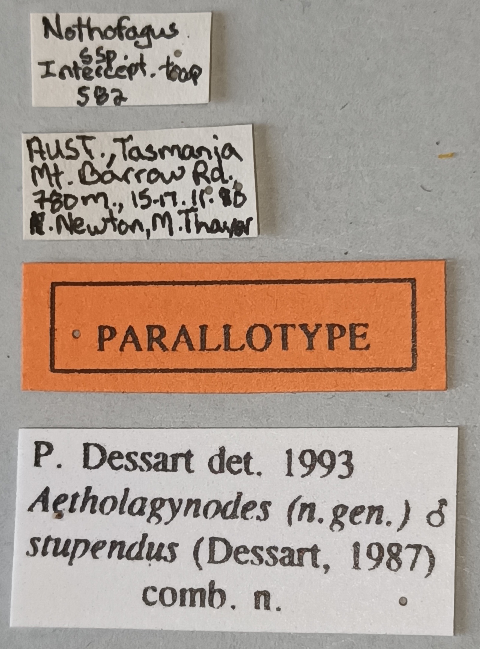 Lagynodes stupendus M Pat Labels.jpg