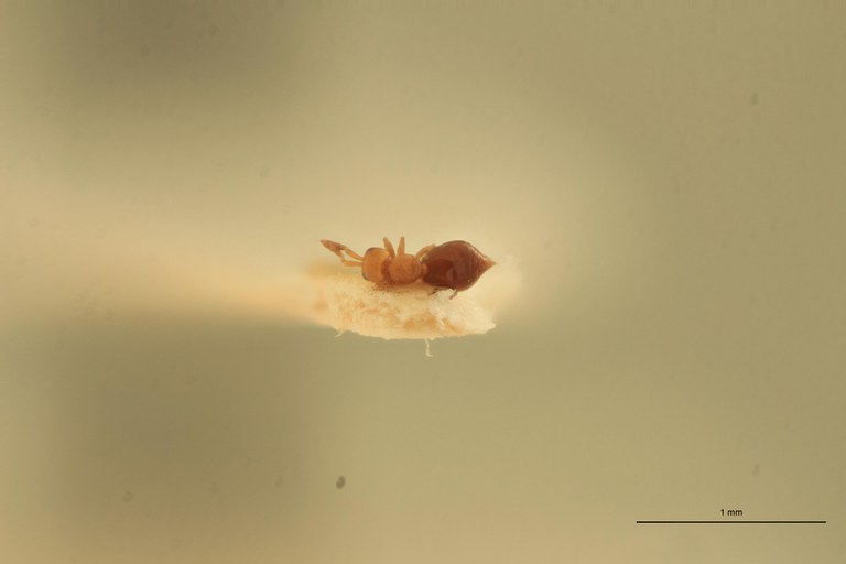 Lagynodes stupendus F Pt D.jpg