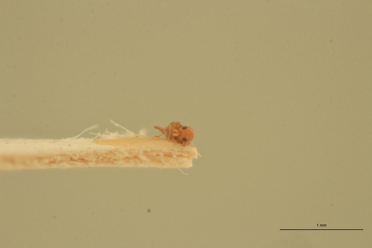 Lagynodes stupendus F Pt F.jpg