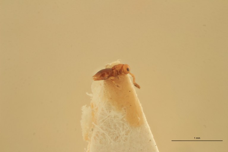 Lagynodes stupendus F Pt L.jpg
