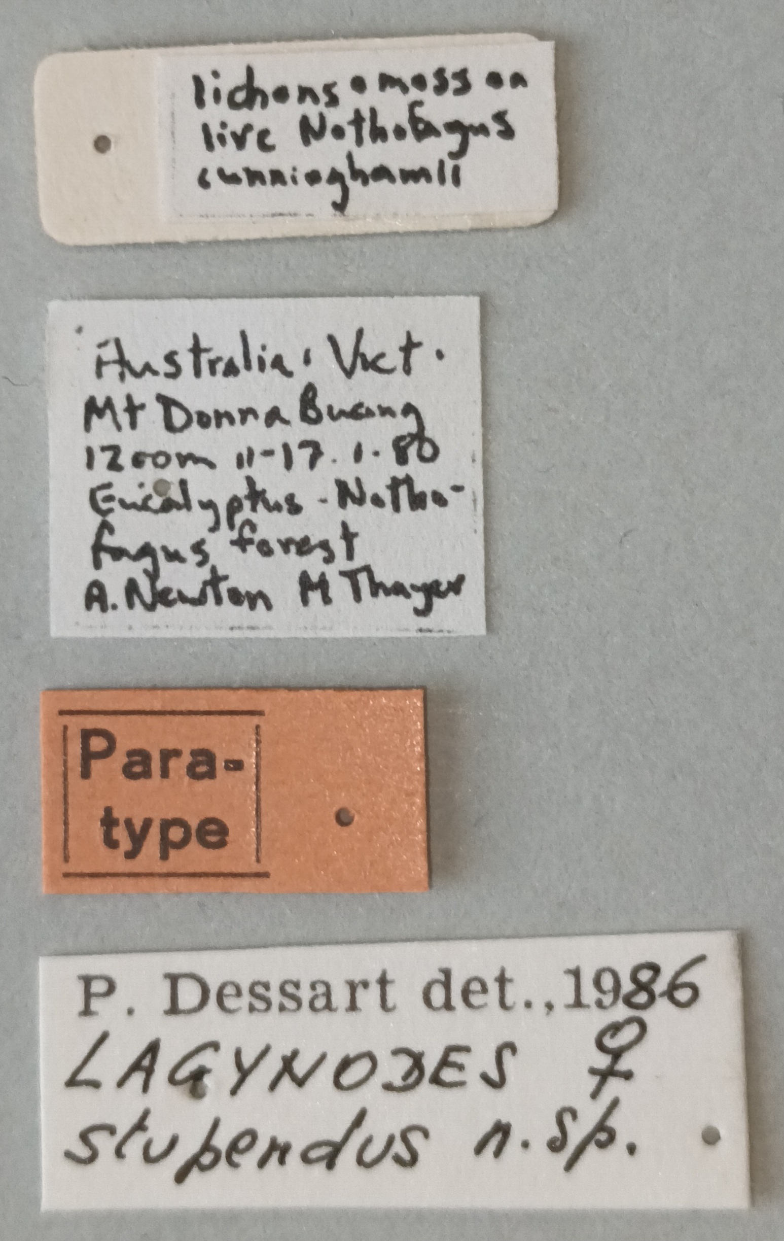 Lagynodes stupendus F Pt Labels.jpg