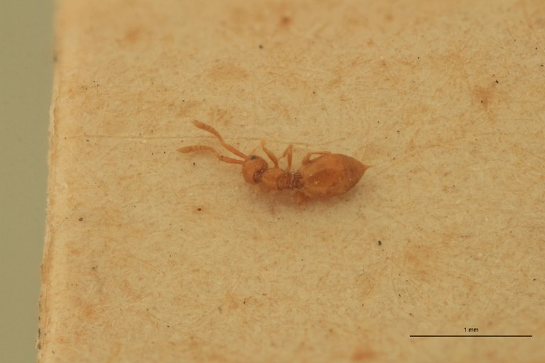 Lagynodes thoracicus F Ct D.jpg