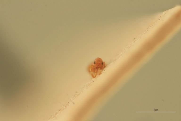 Lagynodes thoracicus F Ct F.jpg