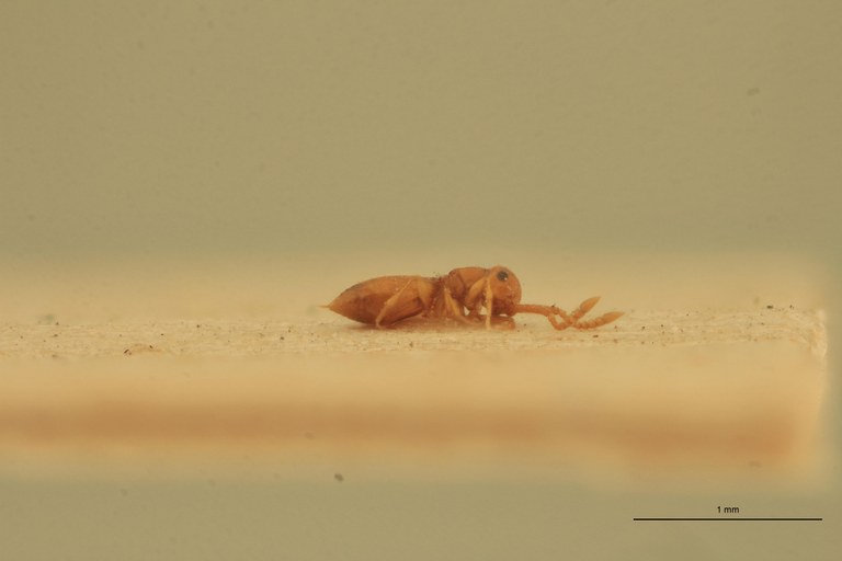 Lagynodes thoracicus F Ct L.jpg