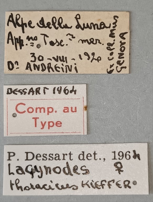 Lagynodes thoracicus F Ct Labels.jpg