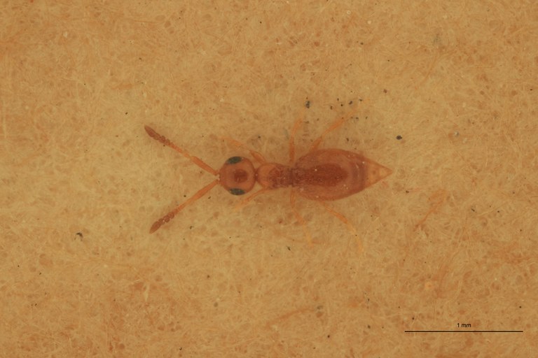 Lagynodes xanthus F Pt D.jpg