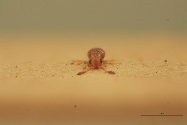 Lagynodes xanthus F Pt F.jpg