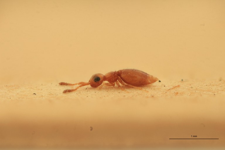 Lagynodes xanthus F Pt L.jpg