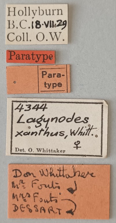 Lagynodes xanthus F Pt Labels.jpg
