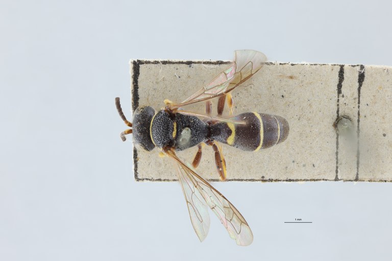 Gorytes latifrons M T D.jpg