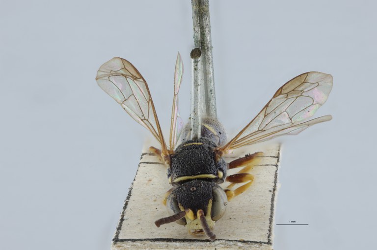 Gorytes latifrons M T F.jpg