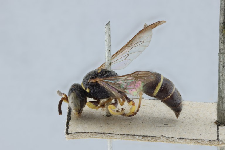 Gorytes latifrons M T L.jpg