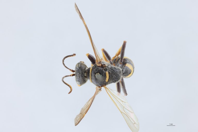 Gorytes planifrons F T D.jpg