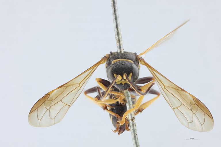 Gorytes planifrons F T F.jpg
