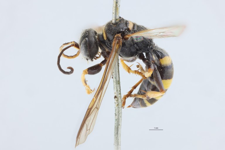 Gorytes planifrons F T L.jpg