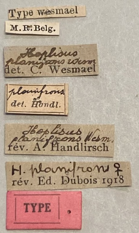 Gorytes planifrons F T Labels.jpeg