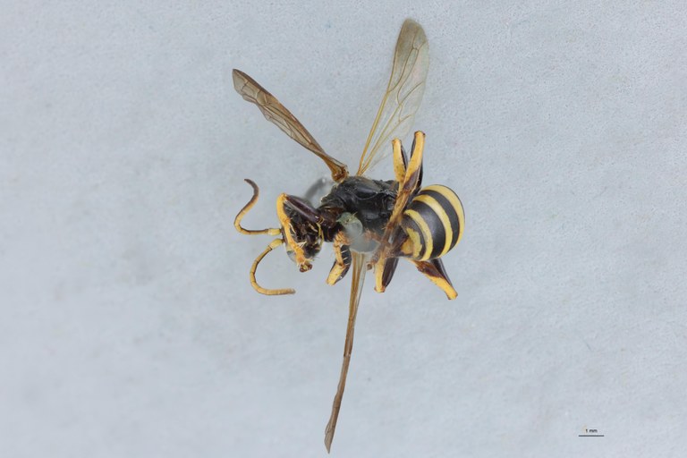 Gorytes planifrons F T V.jpg
