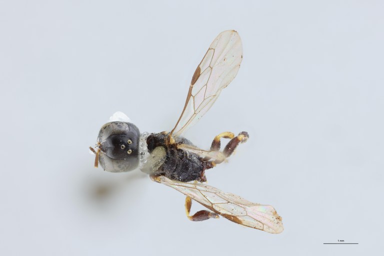 Crossocerus podagricus F T D.jpg
