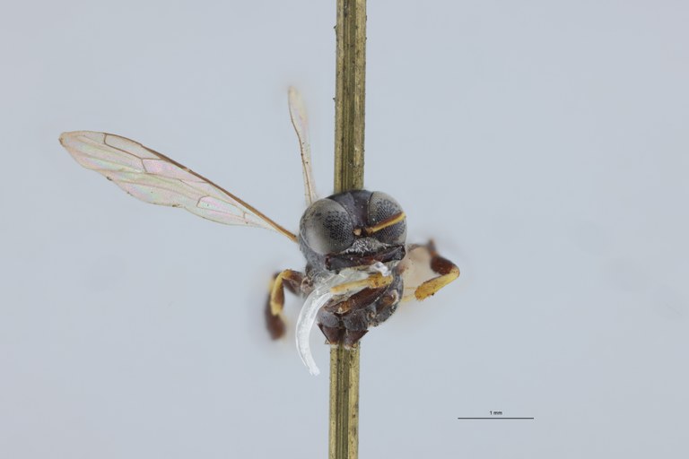 Crossocerus podagricus F T F.jpg