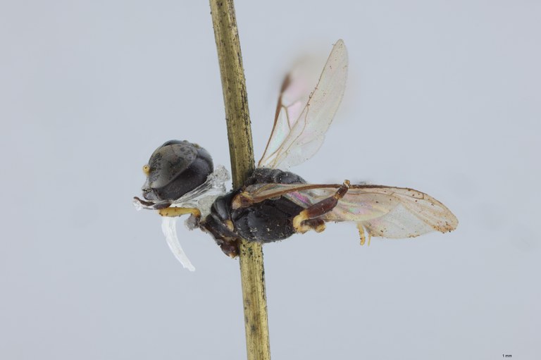 Crossocerus podagricus F T L.jpg