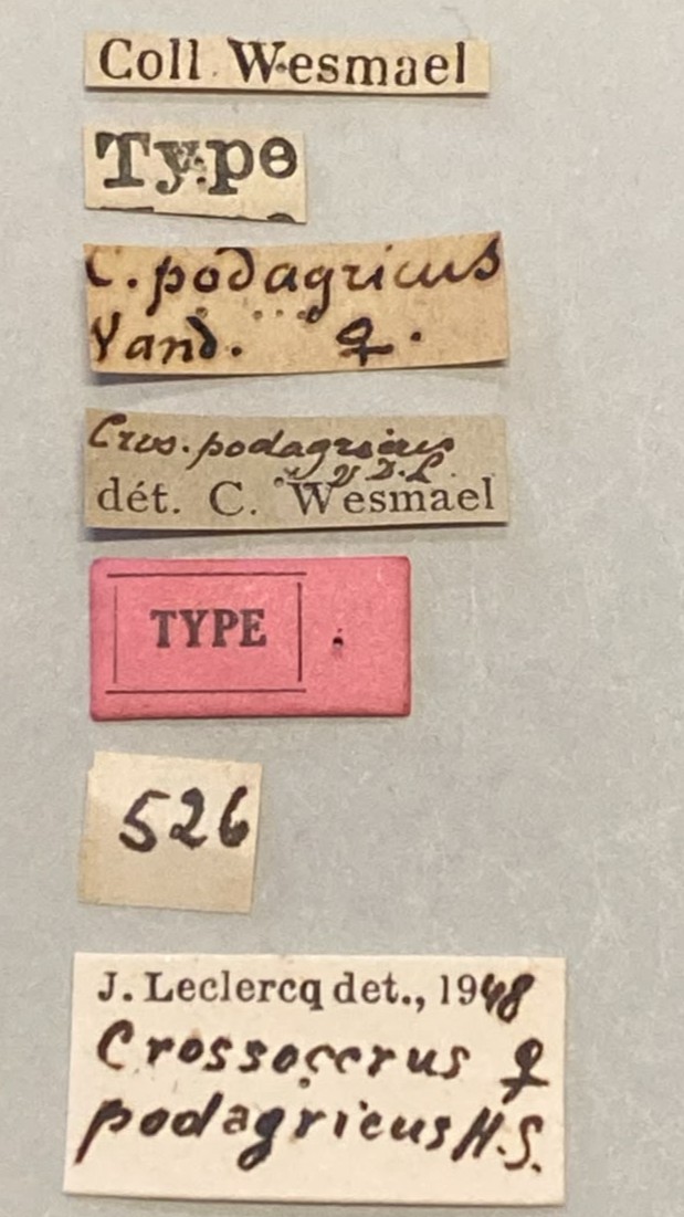 Crossocerus podagricus F T Labels.jpeg