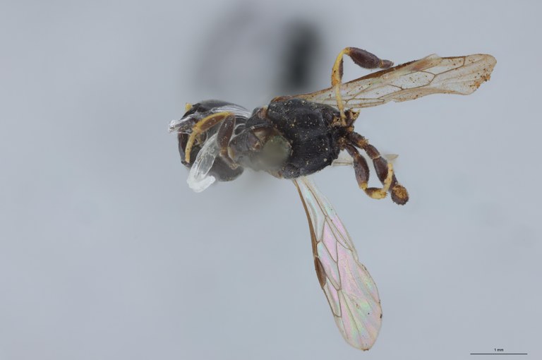 Crossocerus podagricus F T V.jpg