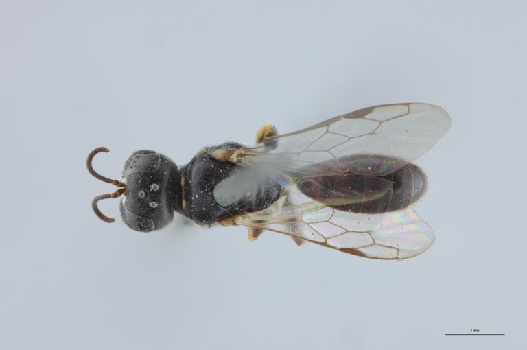 Crossocerus wesmaeli M Nt D.jpg