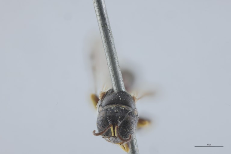 Crossocerus wesmaeli M Nt F.jpg