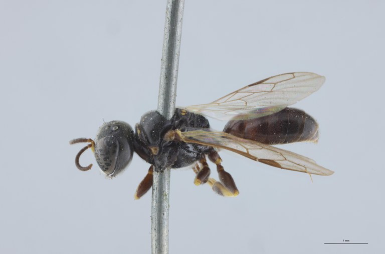 Crossocerus wesmaeli M Nt L.jpg