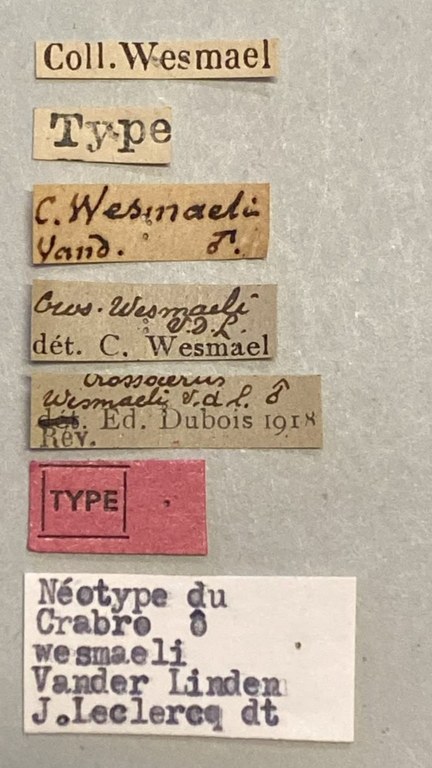 Crossocerus wesmaeli M Nt Labels.jpeg