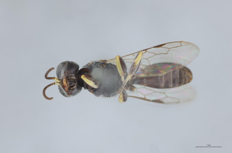 Crossocerus wesmaeli M Nt V.jpg