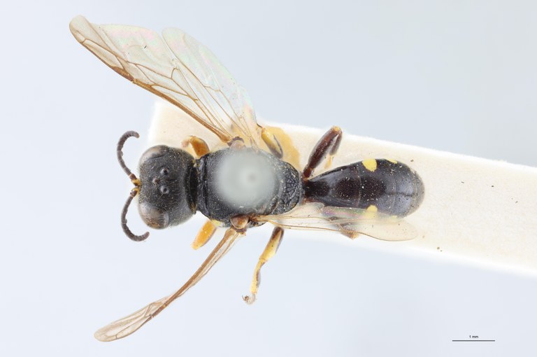 Ectemnius guttatus Lt D.jpg