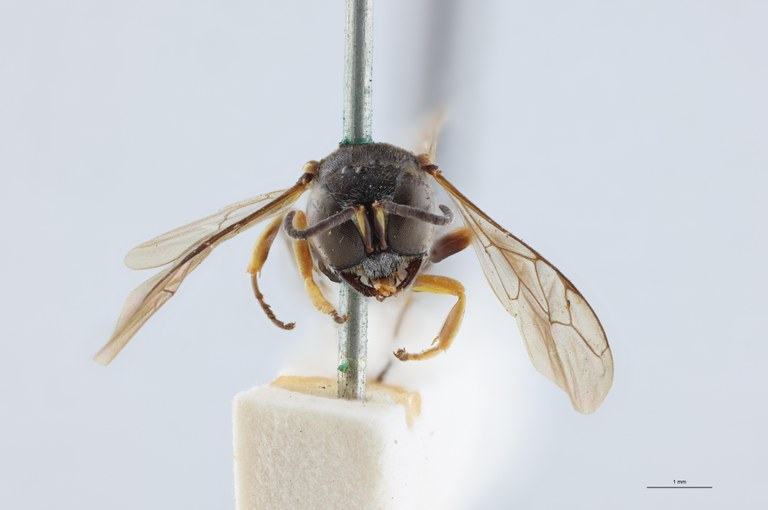Ectemnius guttatus Lt F.jpg