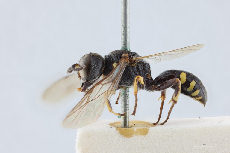Ectemnius guttatus Lt L.jpg