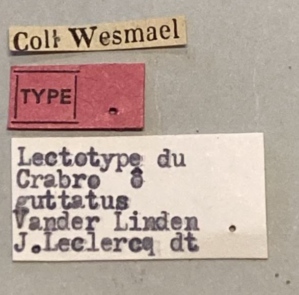 Ectemnius guttatus Lt Labels.jpeg