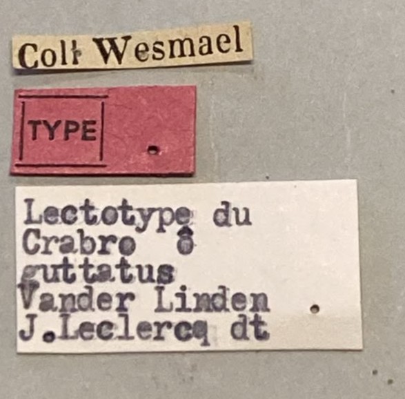 Ectemnius guttatus Lt Labels.jpeg