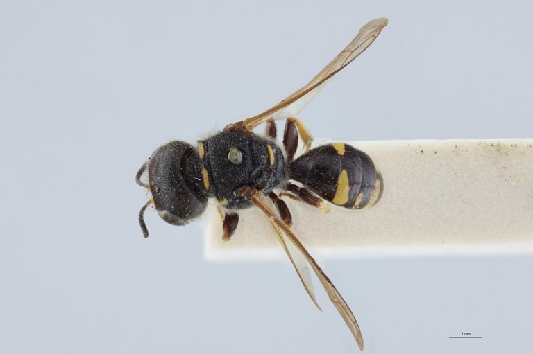 Ectemnius rubicola F T D.jpg