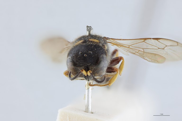 Ectemnius rubicola F T F.jpg