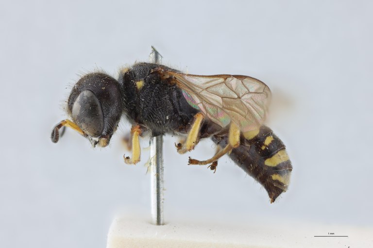 Ectemnius rubicola F T L.jpg