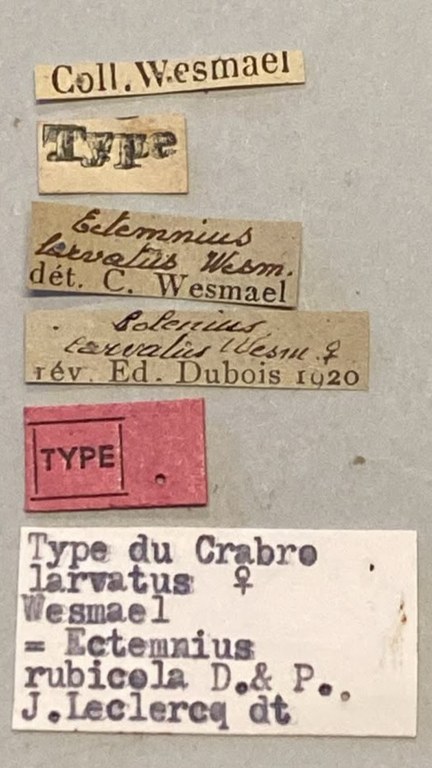 Ectemnius rubicola T Labels.jpeg
