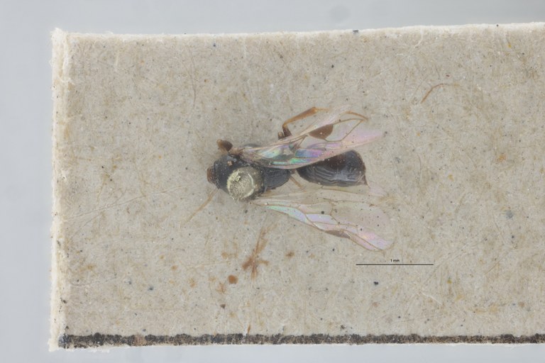 Spilomena troglodytes F Plt D.jpg