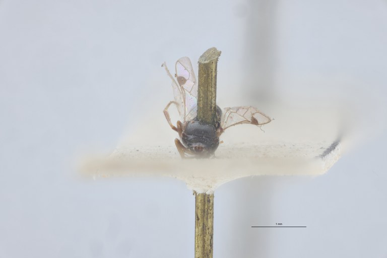 Spilomena troglodytes F Plt F.jpg