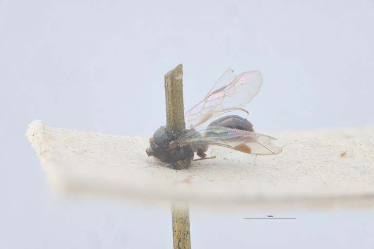 Spilomena troglodytes F Plt L.jpg
